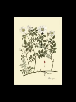 Søstrene Grene Schweiz Rahmen Und Poster<Poster 50 X 70