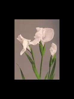 Søstrene Grene Schweiz Rahmen Und Poster<Poster A3